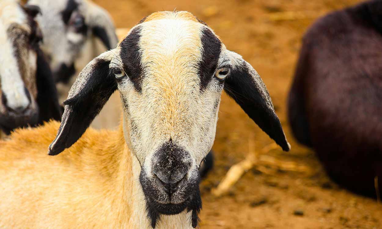 Der Einfluss nachhaltiger landwirtschaftlicher Praktiken auf Gewürze: eine Reise zu außergewöhnlichen Aromen